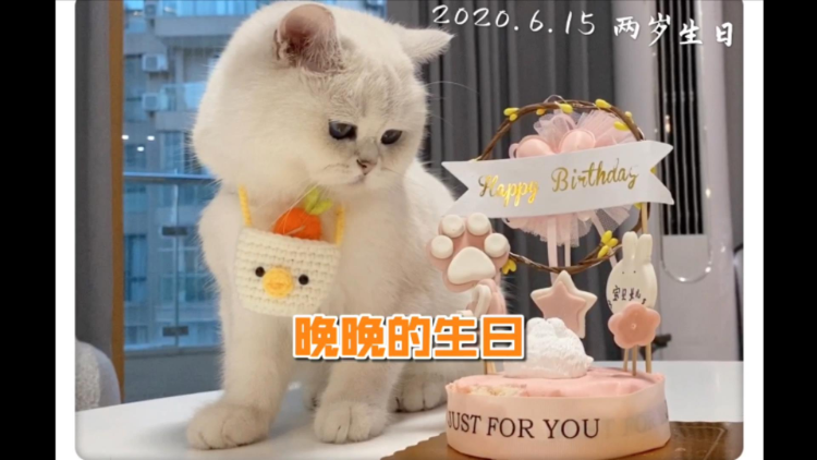 原创扶持计划#晚晚猫咪宝贝生日快乐