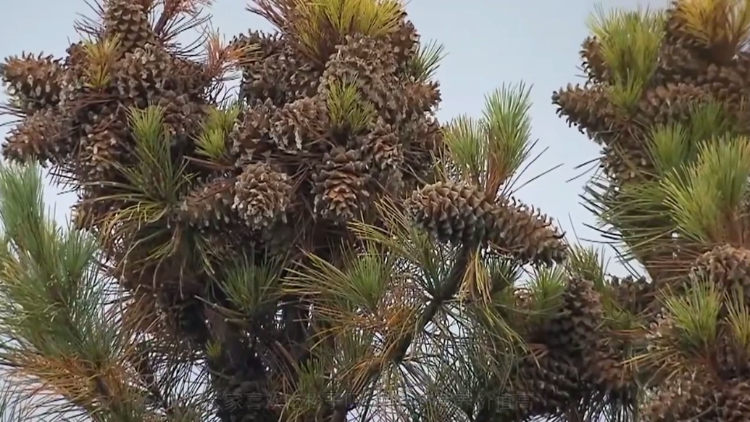 采摘松塔有多危险工人需爬10多米高的树,看完真不觉得松子