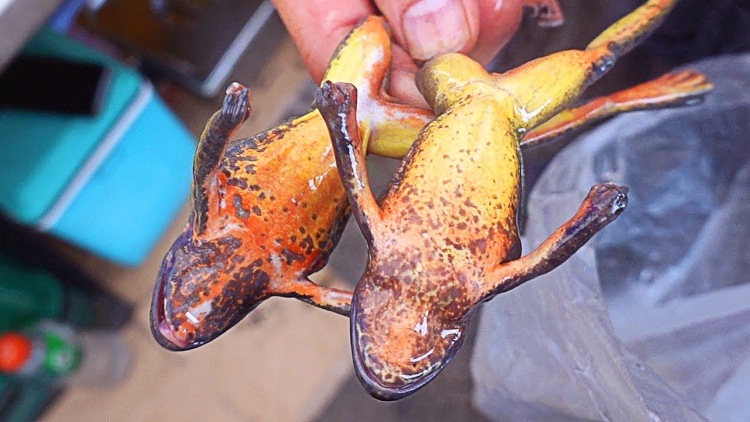 外国的"油炸青蛙",卫生问题难以