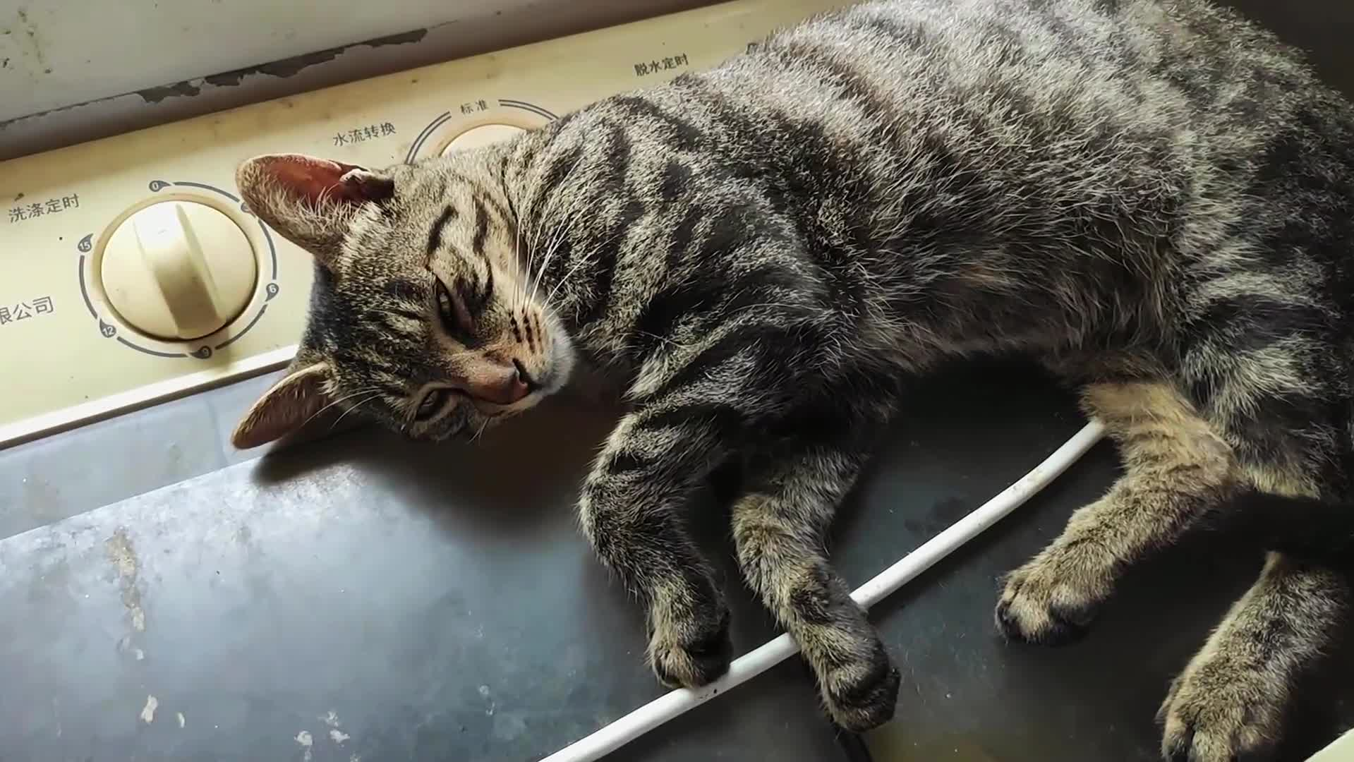 狸花猫表面可爱 其实都是 神经病 高清视频在线观看 芒果tv