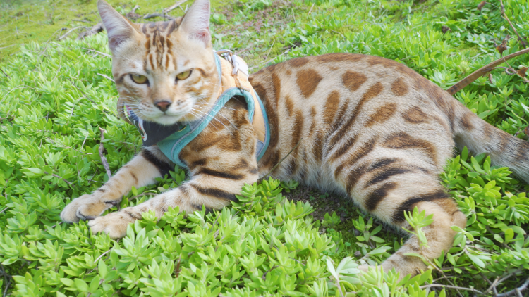 又是阳光明媚的一天,带上阿豹去挖红薯,尽情玩耍好开心-高清视频在线