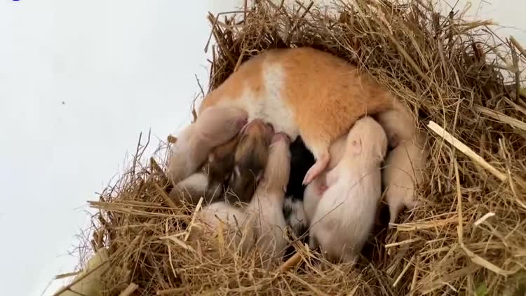 仓鼠宝宝712个月高清视频在线观看芒果tv