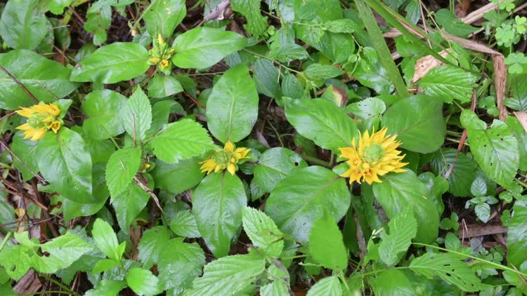"四叶一枝花"常见山路边,全草一年四季可采,用途一起了解下-综艺-高清
