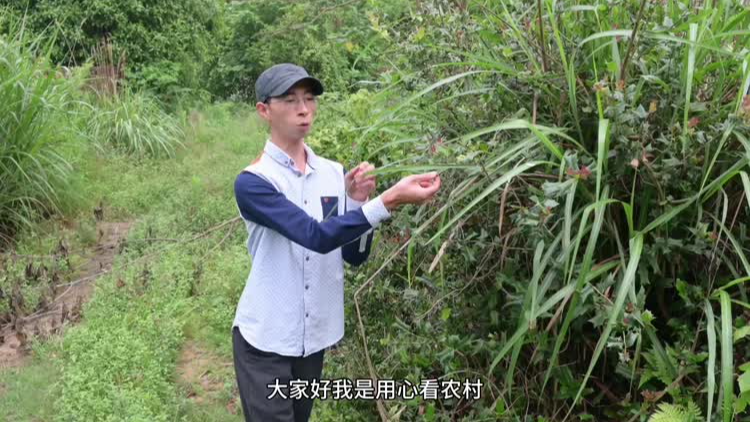 羊角刺,羊角刺树,羊角刺的图片_大山谷图库