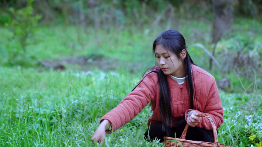 野草高清视频在线观看芒果tv