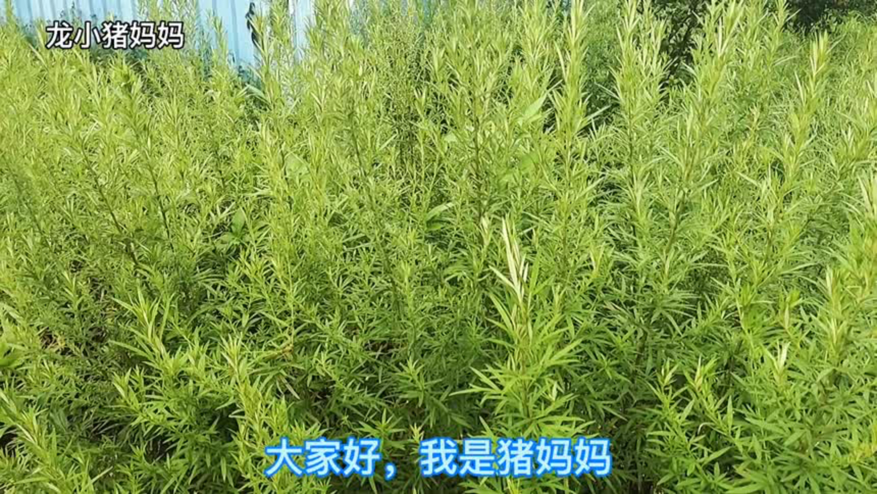 女人汤高清视频在线观看芒果tv