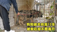 狗狗被主人关了12年，被救出时居然不肯离开！