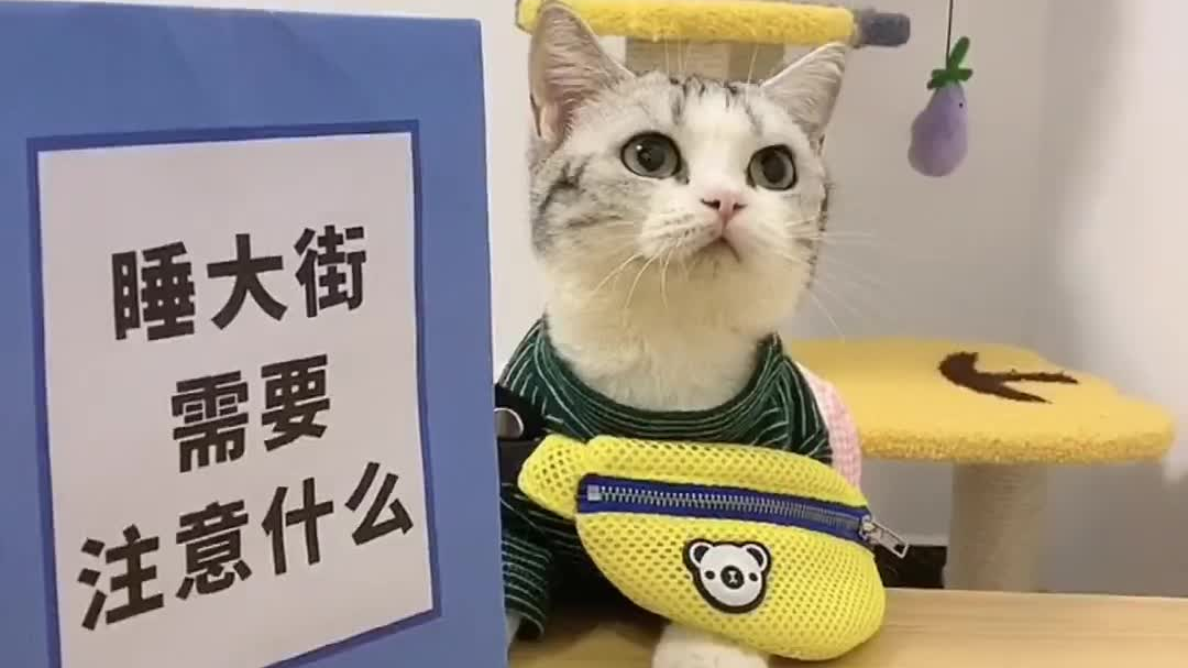 李哈哈小猫还是离开了我