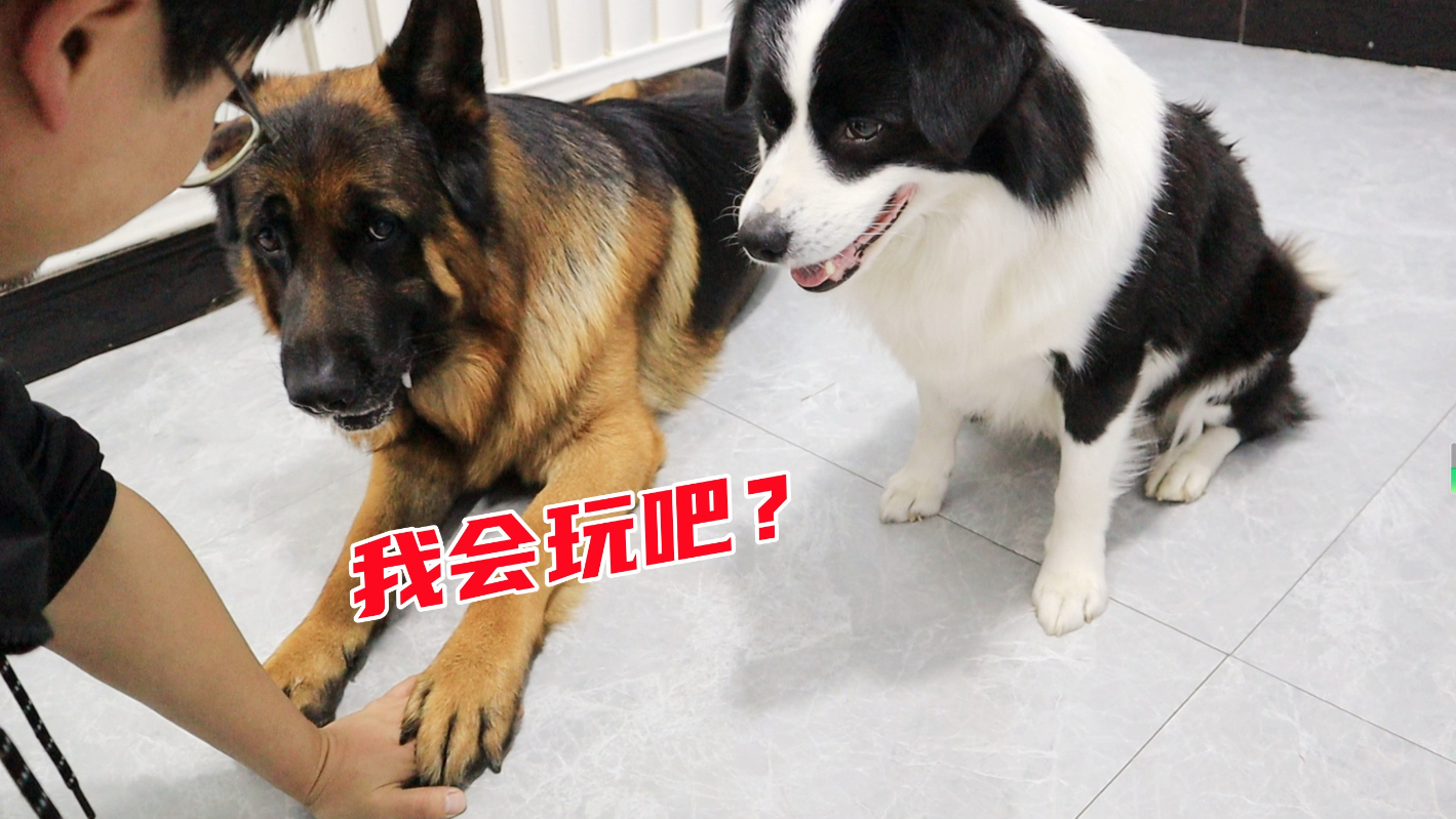 让狗子来揍我，它们可真狠