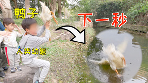 教鸭子学游泳，它居然……