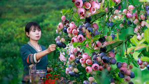 没有哪个女孩子能拒绝蓝莓