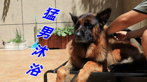 德牧洗澡，堪称“猛男入浴”